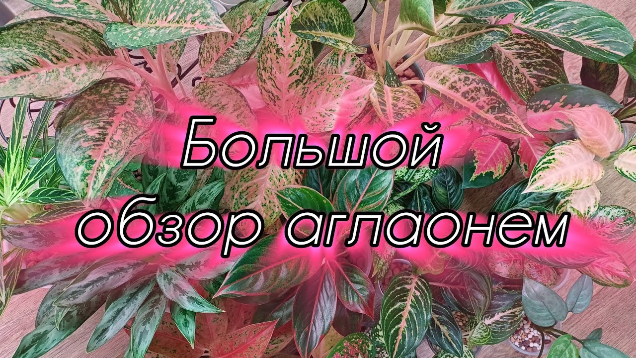 Полный обзор коллекции моих аглаонем🤗🌿❤️