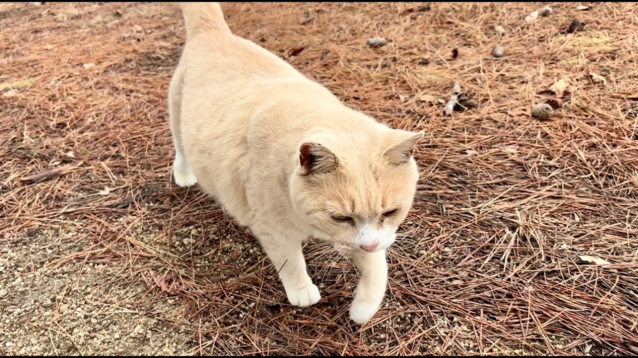 忙しく動く猫ミルクティーちゃんの丸みと重さ確認抱っこが癖になる
