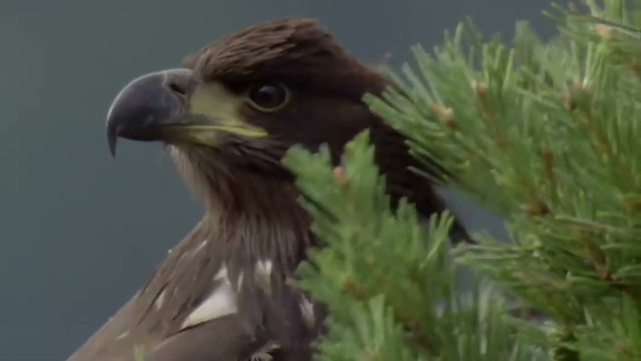 El águila enseña a volar a su polluelo