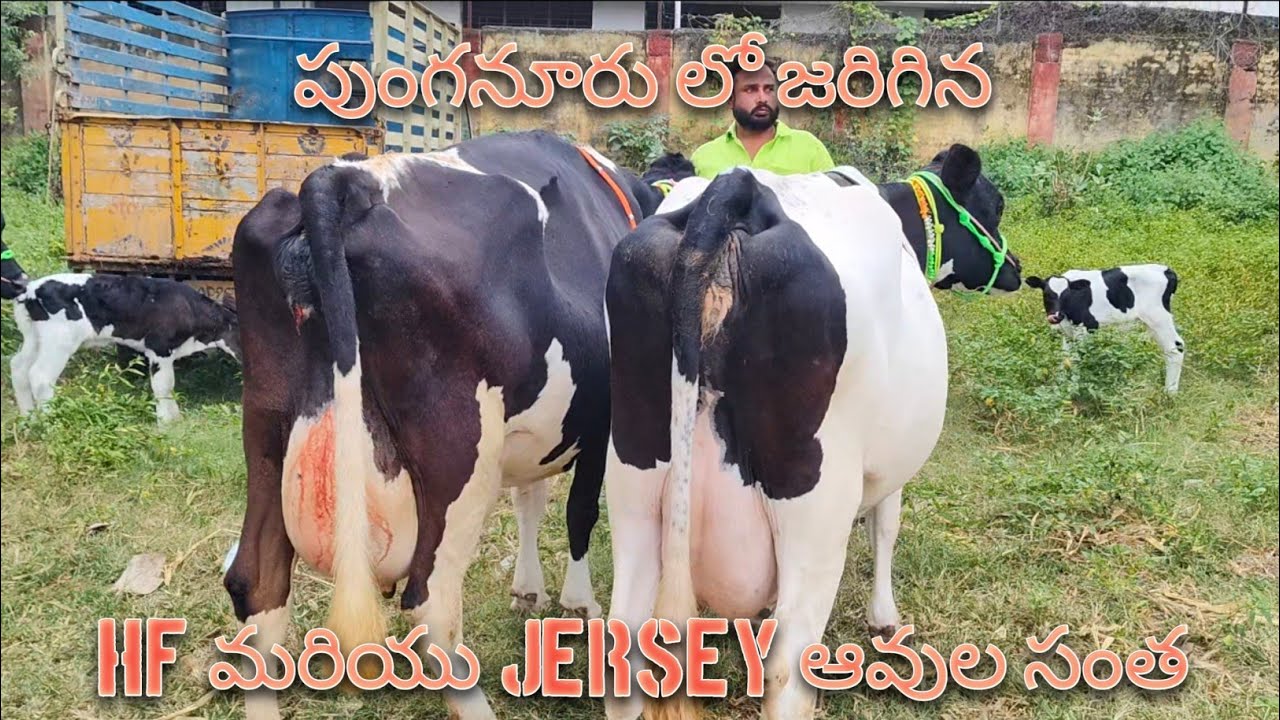 Best Hf, Jersey Cow Market in Punganur (Chittoor District), Andhrapradesh