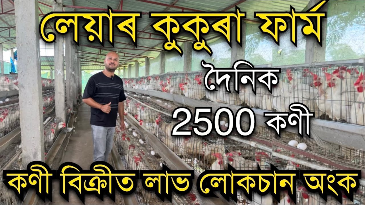 দৈনিক 2500 কণী।লেয়াৰ কুকুৰা ফাৰ্ম।Layer farming in Assam। LAYER FARM IN ASSAM। BV 300 farm in Assam 