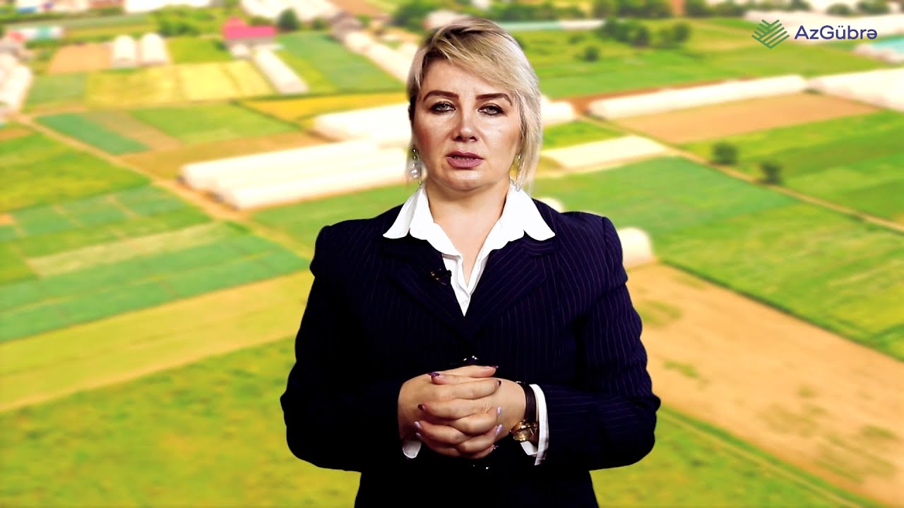 Nə üçün taxıl bitkilərinə Azot gübrəsi verməliyik?