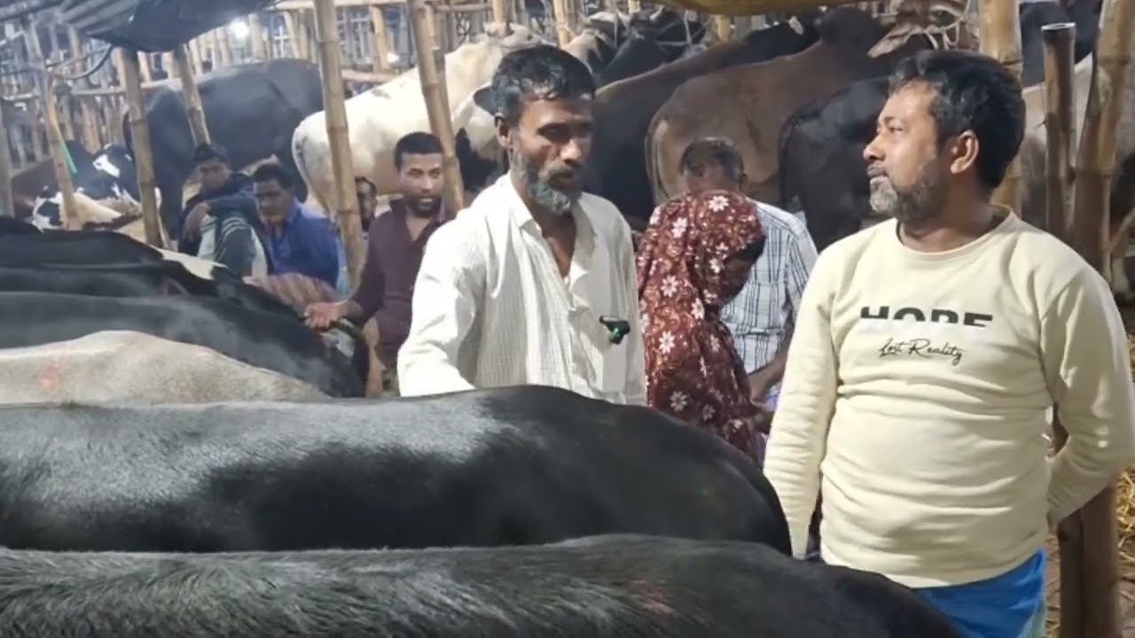 এসেই বলে হাড্ডি চর্বি ছাড়া গোস্ত দেন। যেই দাম চায় ৯০০ টাকা কেজি ধরে পড়ে