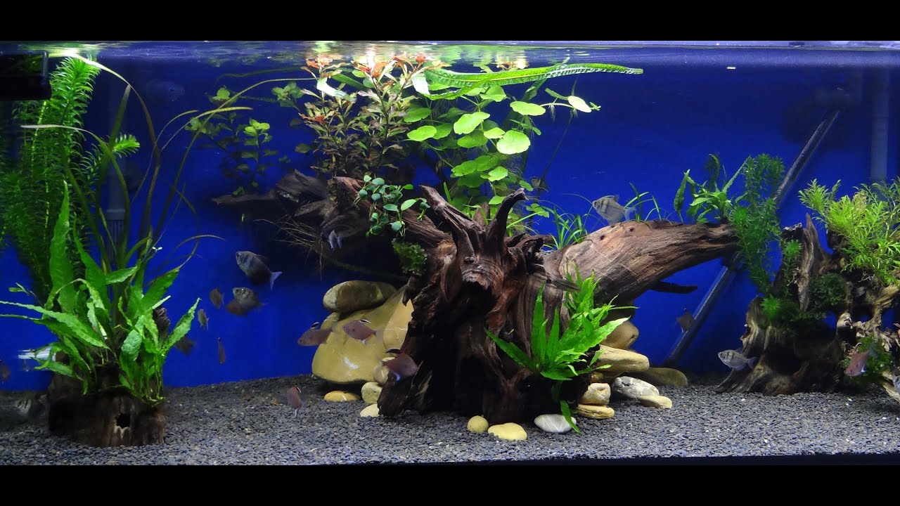 Aquariumumgestaltung eines 300 Liter Beckens