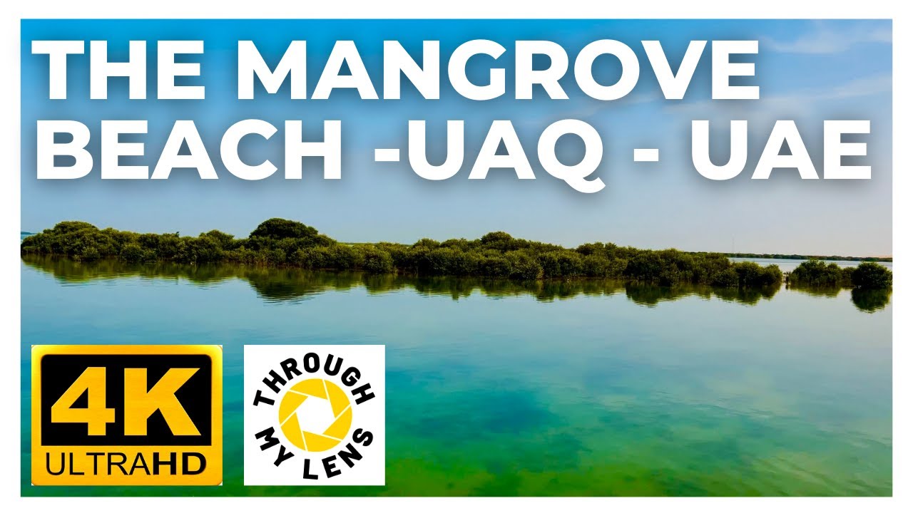THE MANGROVE BEACH | UMM AL QUWAIN | MANGROVES IN UAQ | KAYAKING | OVERNIGHT CAMPING SPOT | 4K UHD