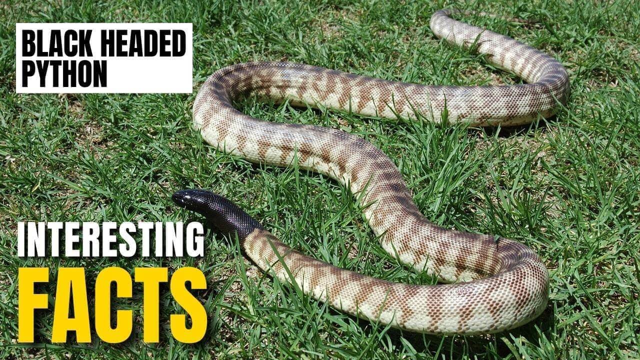 Amazing facts of Black Headed Python | Interesting Facts | The Beast World