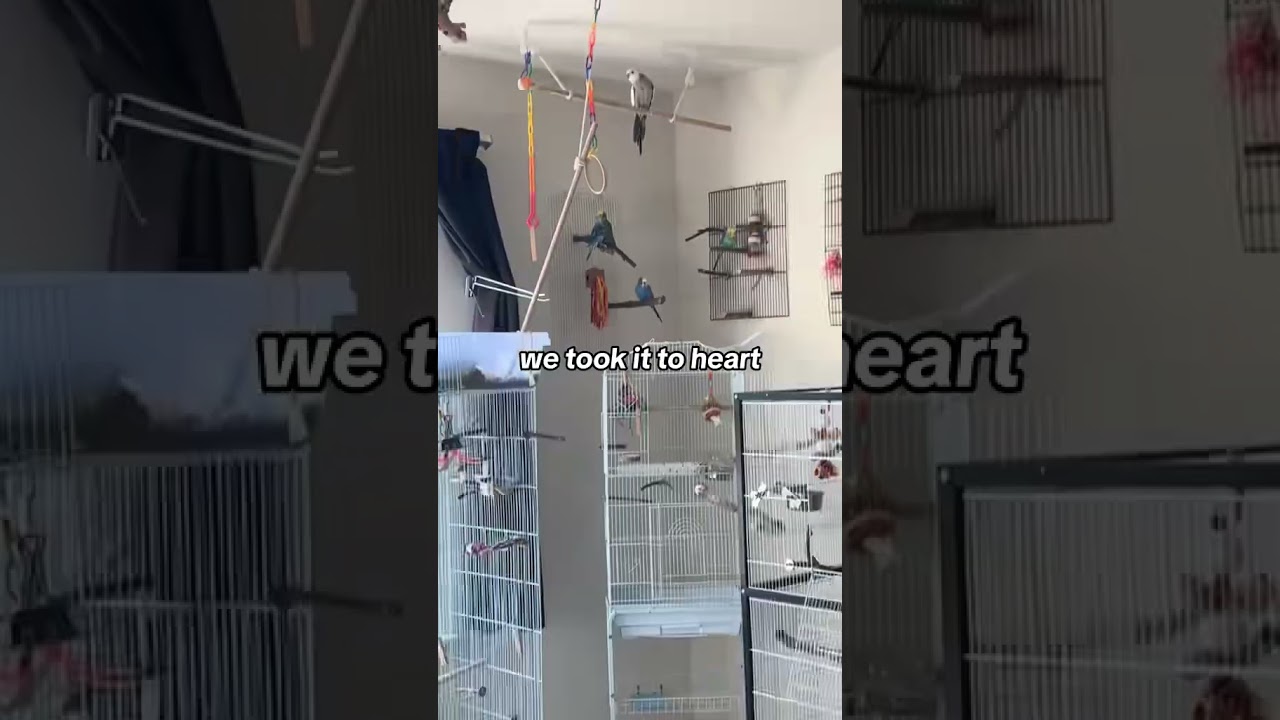 #indoor #aviary #bird #pet #parrot #budgie #cockatiel #room #toys #enrichment #diy #affordable #cute