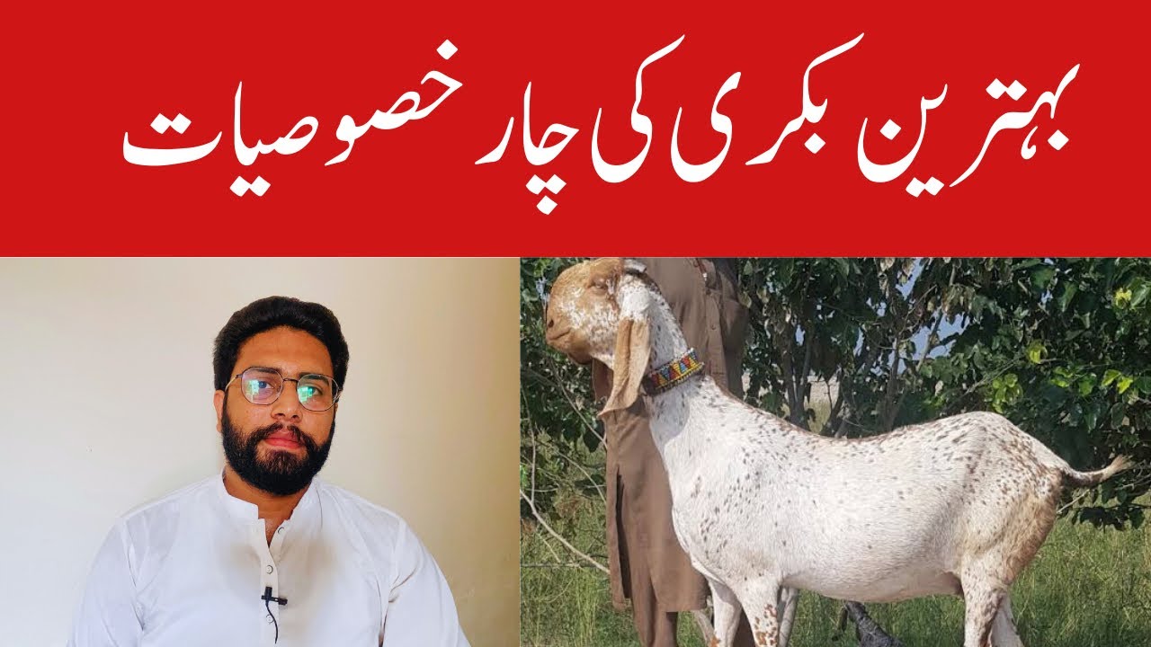 Characteristics of a Hight Quality Goat || What should be the Qualities of a Standard Goat ?