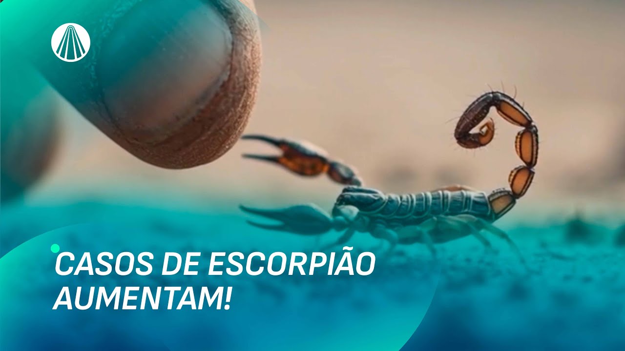 Aumento de acidentes com escorpiões no Brasil: saiba o que fazer! | TJ Aparecida
