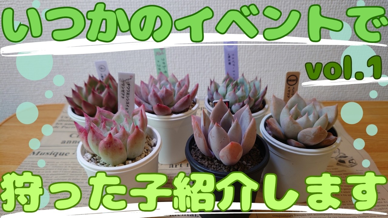 No.297【多肉植物】去年のイベントで狩った子かな？紹介していきます❣vol.１