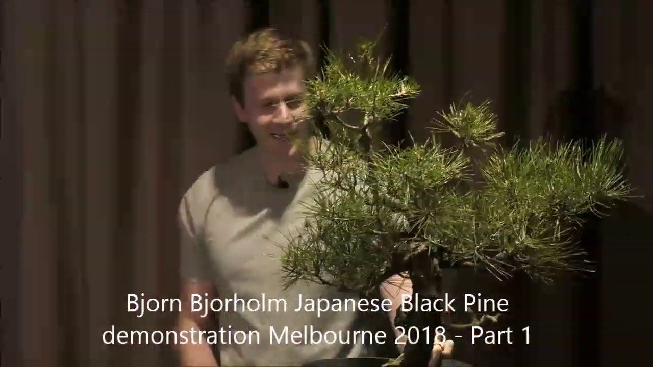 Bjorn Bjorholm Japanese Black Pine Demonstration Melbourne 2018 Part 1