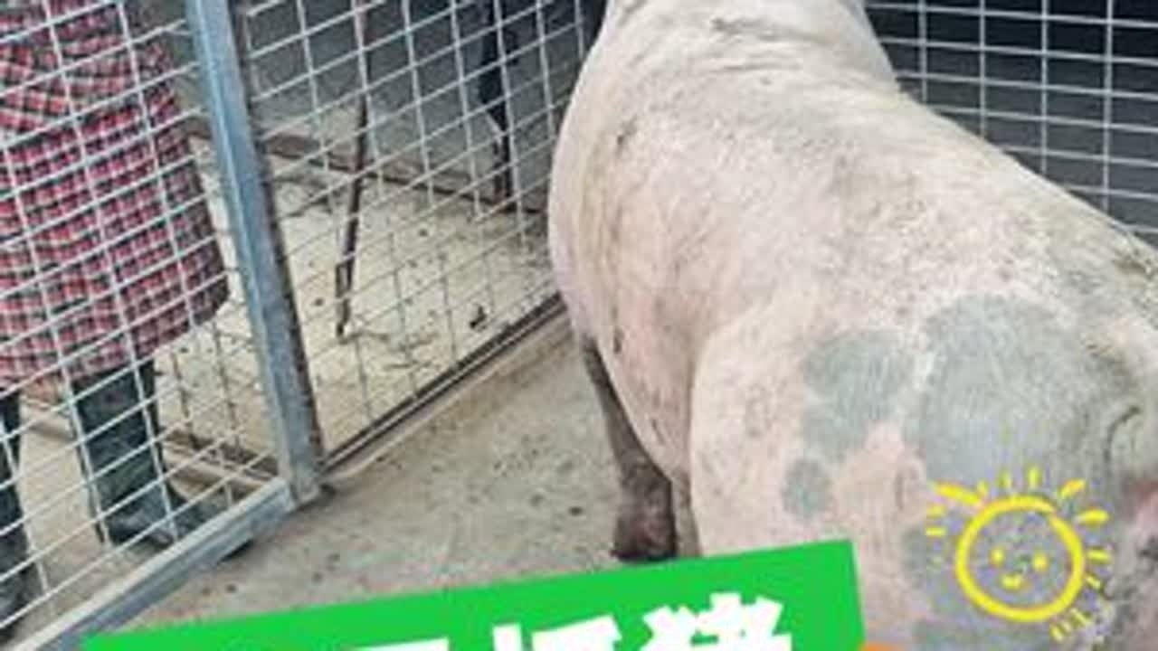 今天猪肉太惊险，差点被咬！ #土众豪笨养富硒猪肉 #土猪肉 #健康猪肉 #小时候的味道