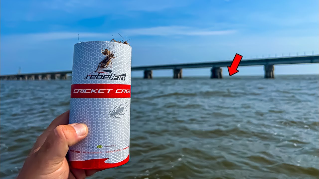 SECRET Sheepshead Bait Catches GIANT Fish!!
