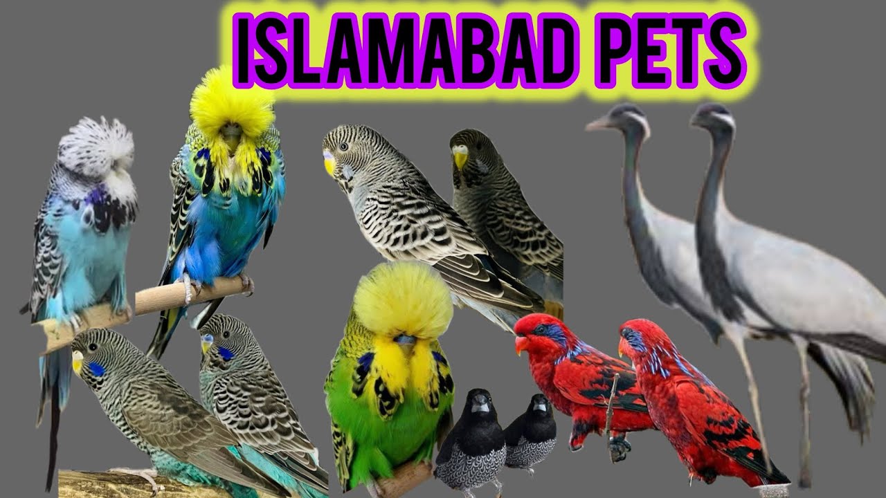 Mashallah Breeders Pairs ,Exibtition , hogoromo , Rainbow, Islamabad pets