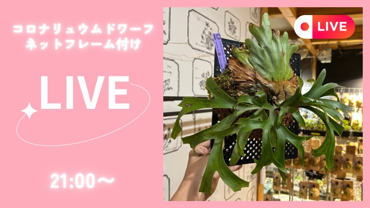 Platycerium コロナリウムドワーフ　ネットフレーム付け　ビカクシダ板付けLIVE21から！🍀2025.9.6