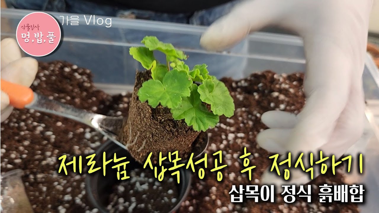 제라늄, 삽목 뿌리난후 #제라늄정식