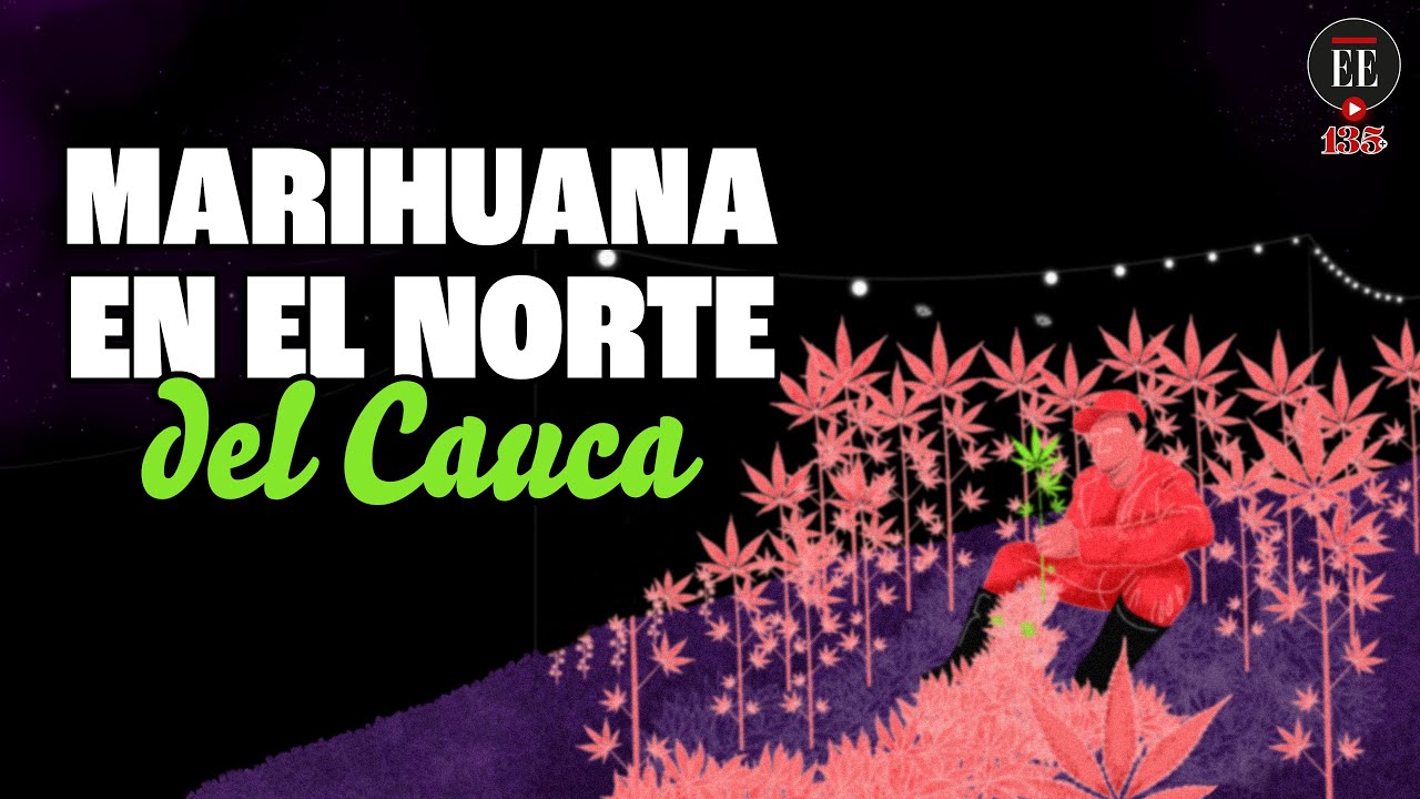 El pesebre de marihuana que crece en el norte del Cauca, Colombia | El Espectador