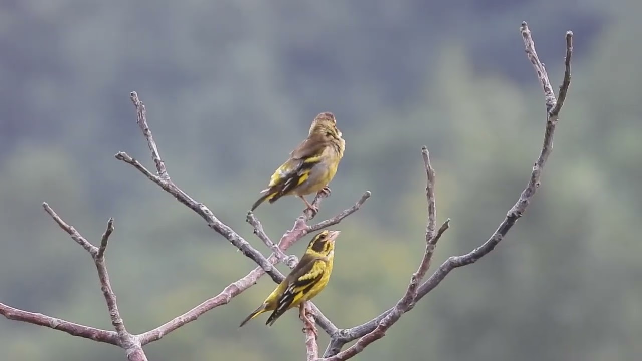 yellow breasted greenfinch