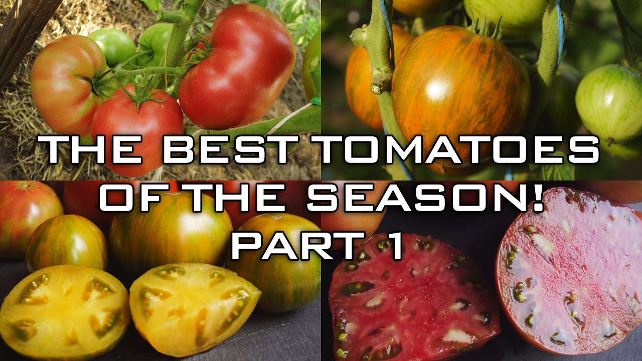 THE BEST TOMATOES OF THE SEASON! PART 1