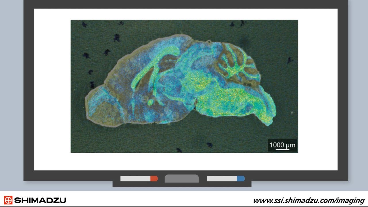 Introduction to Mass Spectrometry Imaging