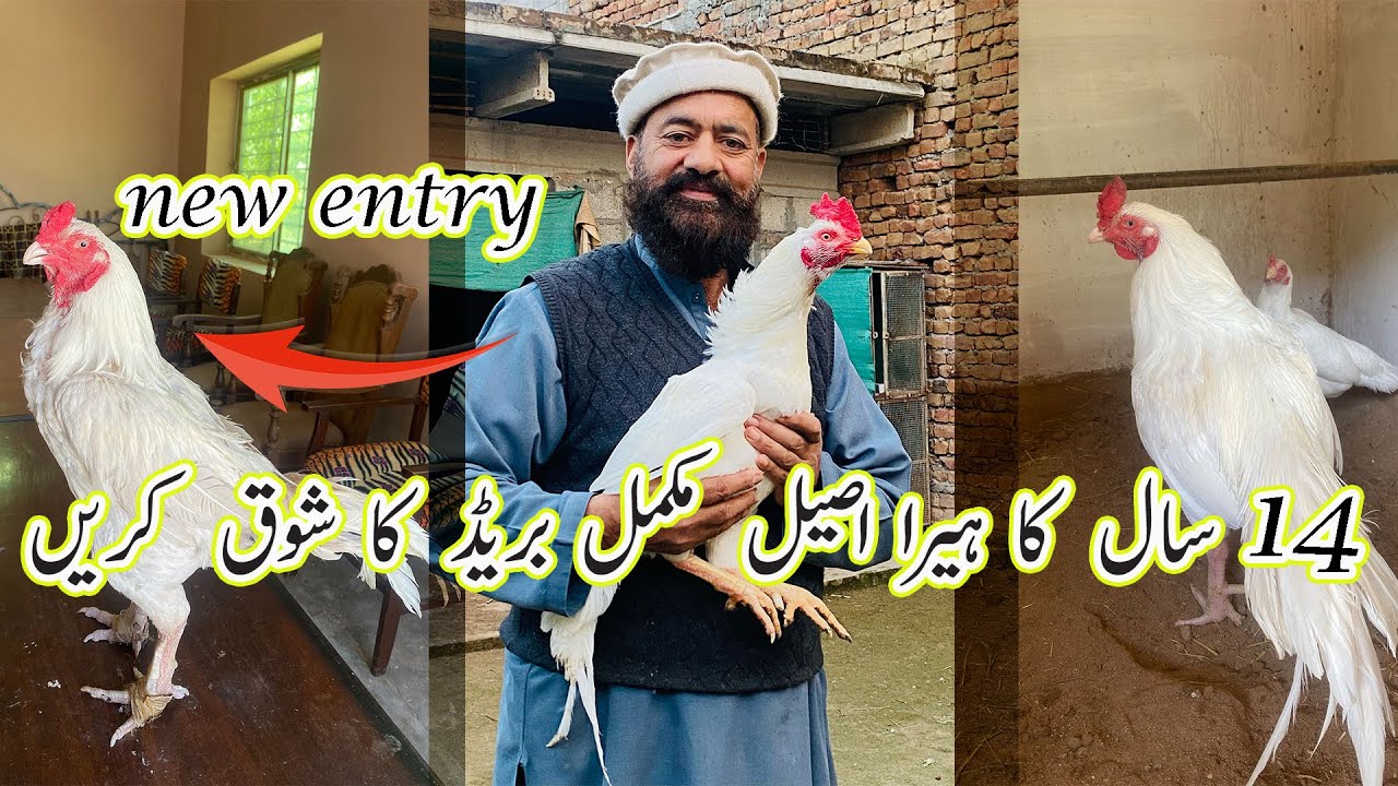 White heera breed aik sath sb dekh lein |  White heera aseel breed