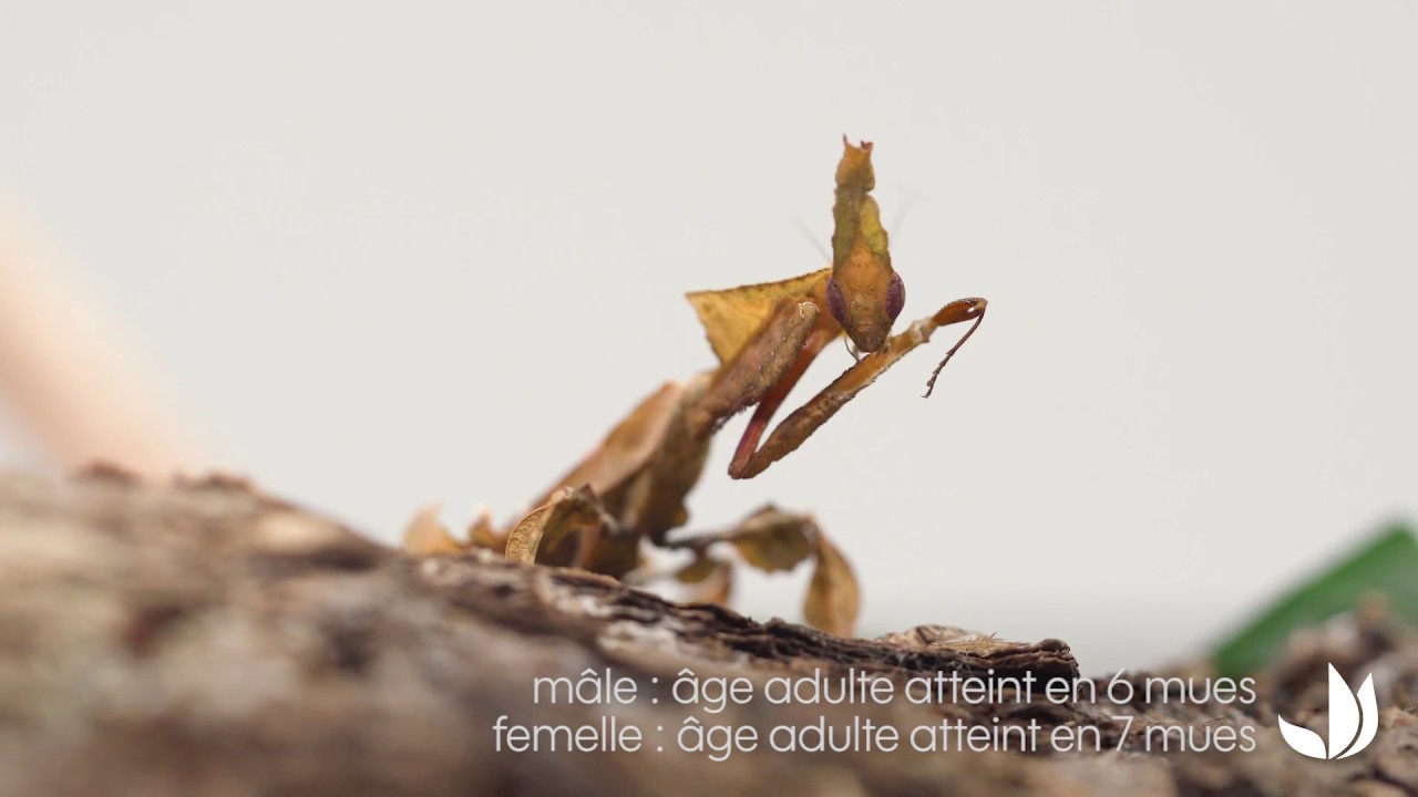 Mante : la Phyllocrania paradoxa - Truffaut