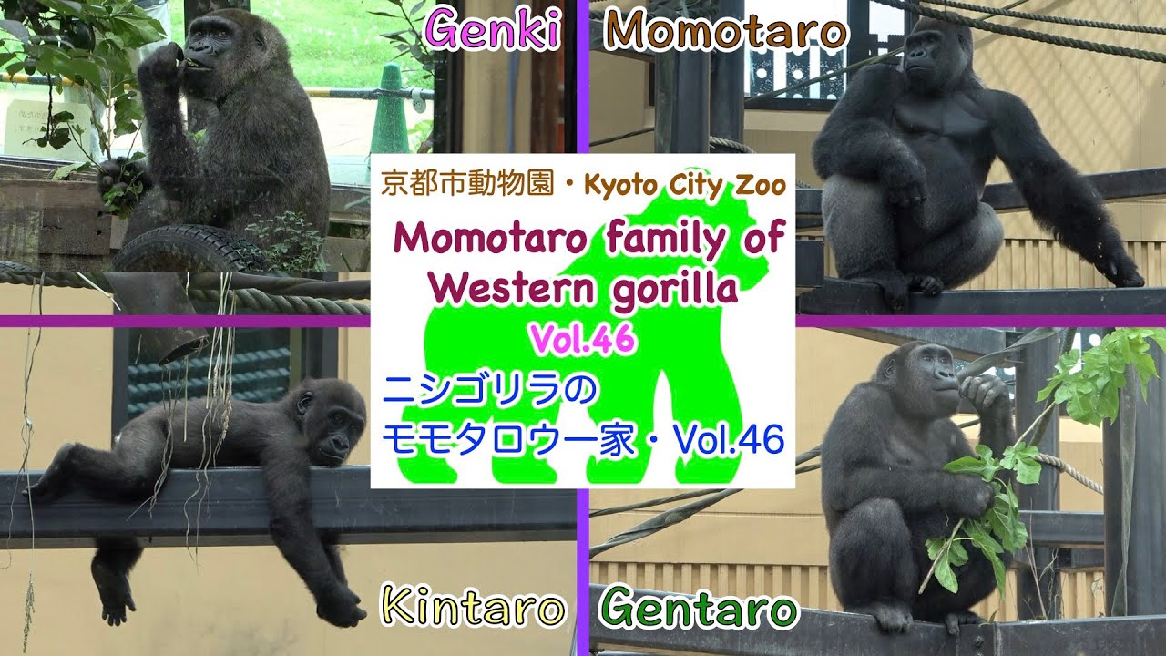 【Gorilla】Momotaro family of Western gorilla Vol.46 in Kyoto City Zoo ゴリラ（ニシゴリラ）のモモタロウ一家・Vol.46【ゴリラ】