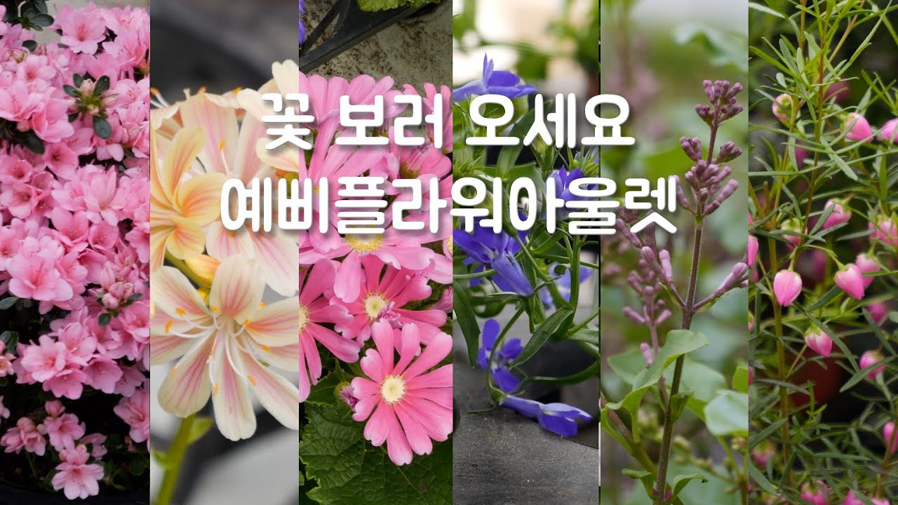 예삐플라워아울렛으로 꽃 보러 오세요. 봄 할인 정보, 식물가격, 흙가격
