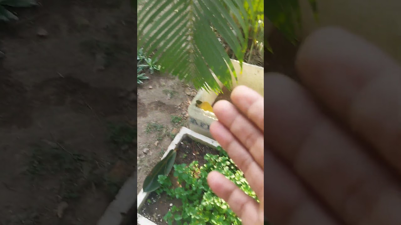 মাছৰ কাৰ্টুনত পুদিনা, মান ধনিয়া কেনেকৈ লগাব.