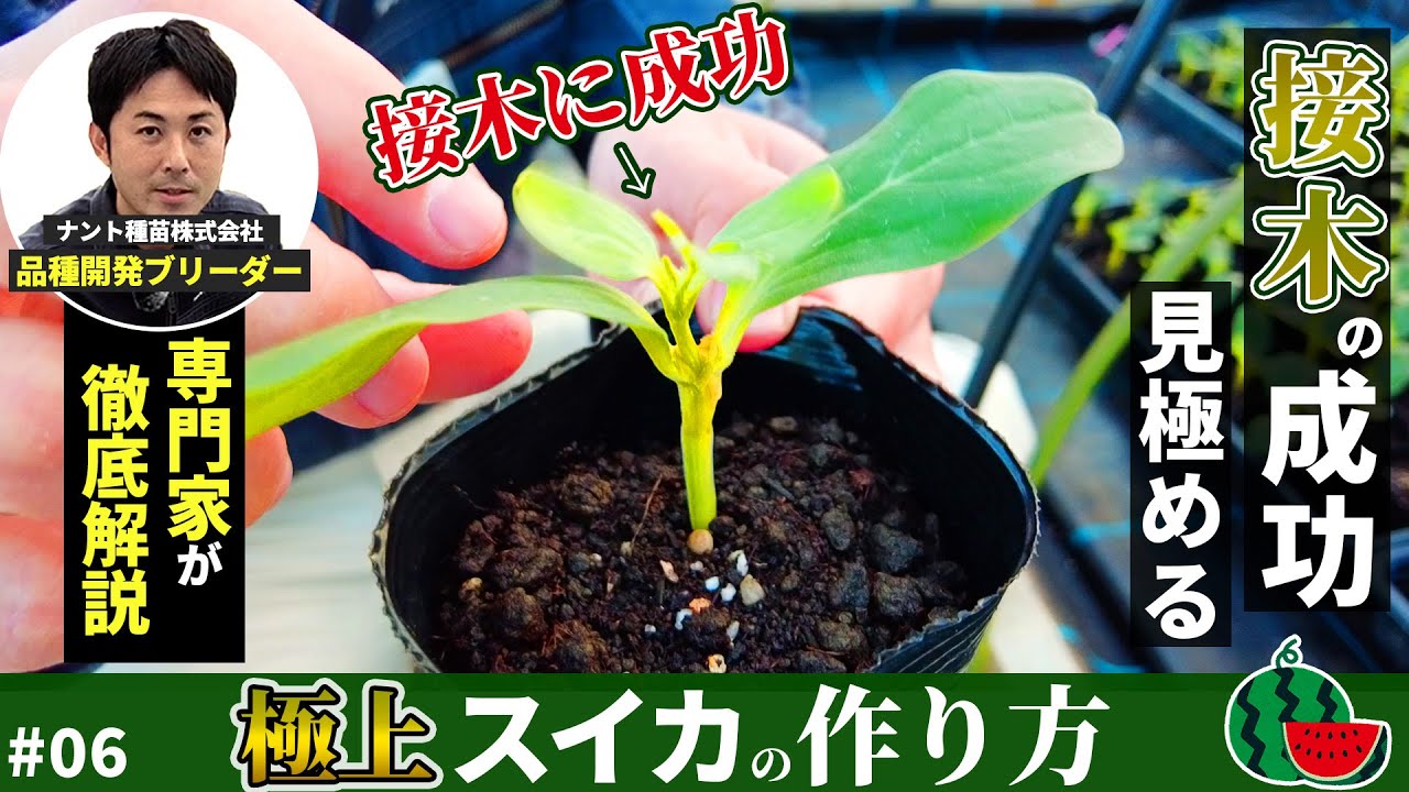 スイカ接木徹底解説 | 接木後こうなれば成功！接木の成功を見分けるポイントを専門家が徹底講義 #06 | 【極上スイカ栽培】