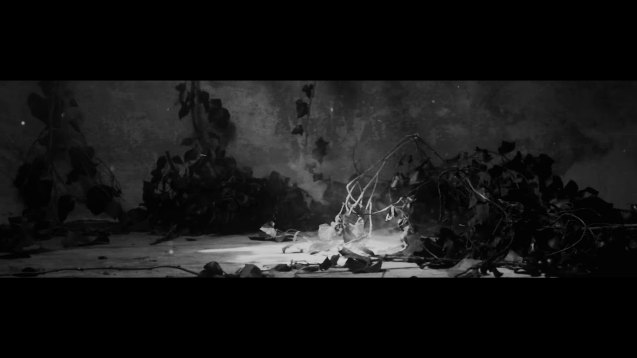 Common Eider, King Eider - A Wound Of Earth (Album Trailer)