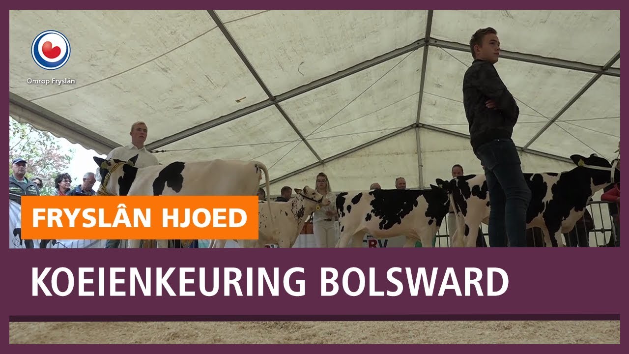 REPO: Koeienkeuring Bolletongersdei terug in centrum Bolsward
