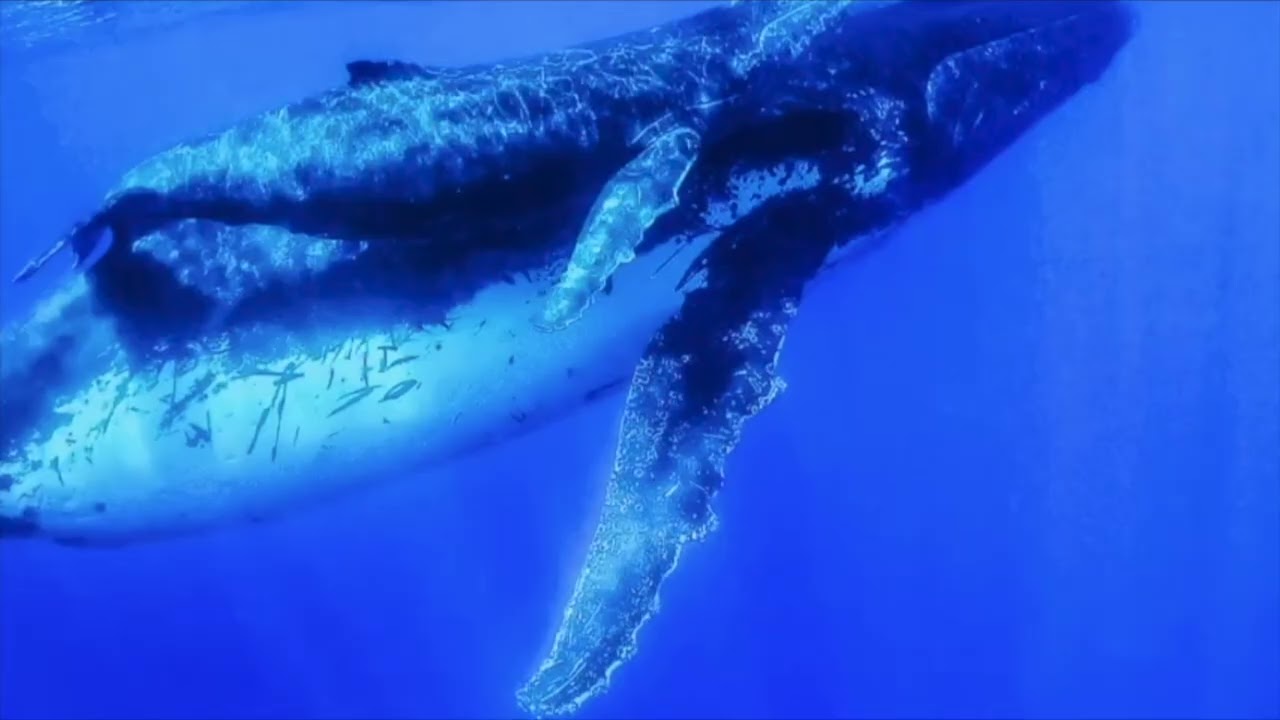 Sea Film Festival - Video MAREggiAMO IT