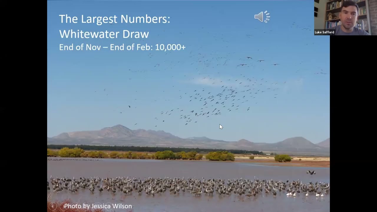 Birding the Calendar: Where to Go Birding in SE Arizona in November and December