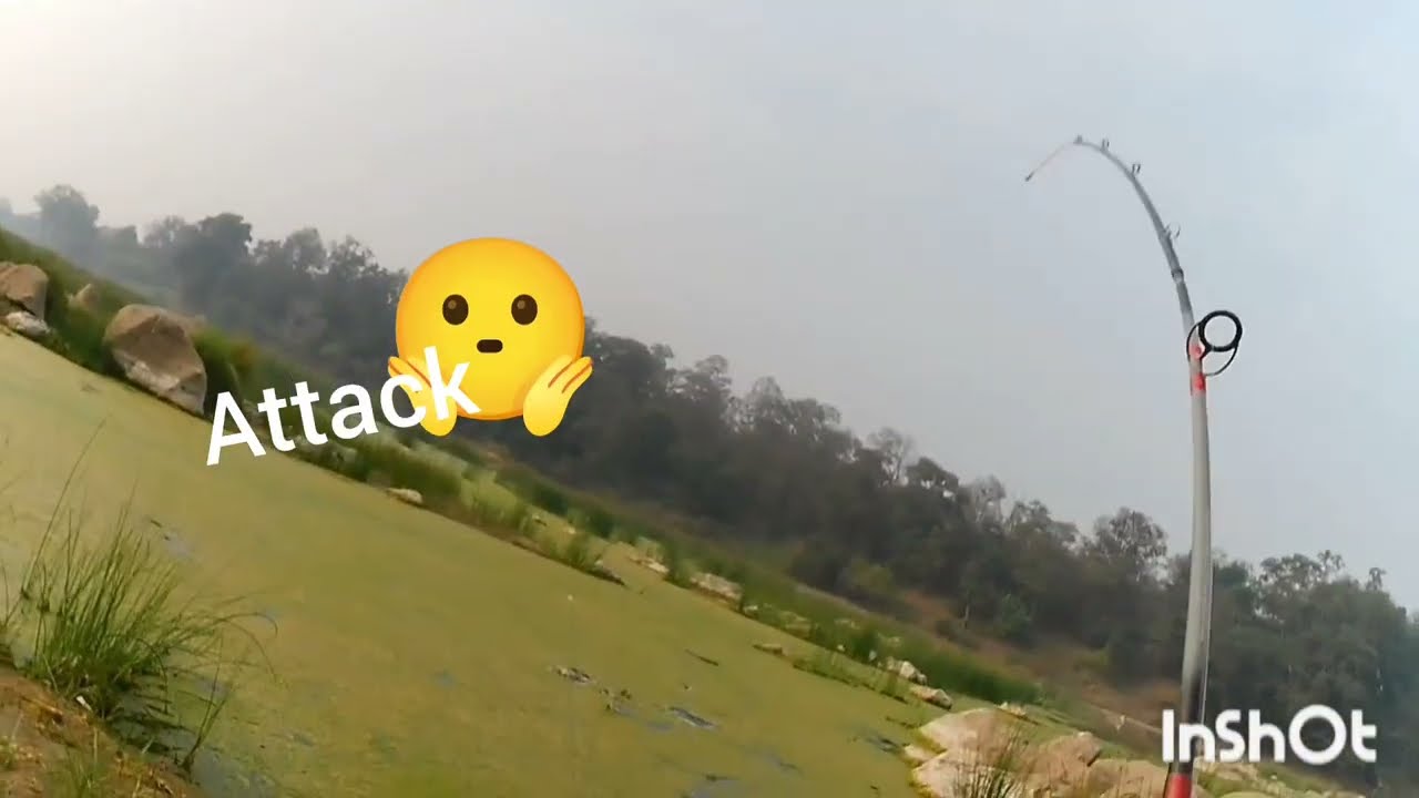 Maral ka frog 🐸 pe zabardast attack 