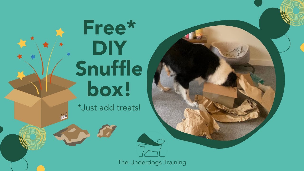 DIY Snuffle Box! FREE Blind Dog Enrichment and Mental Stimulation!
