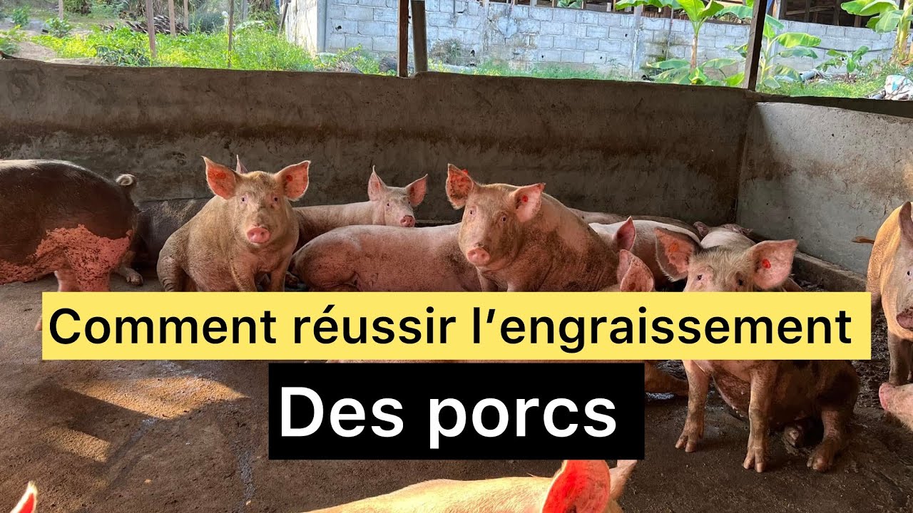 Comment r&eacute;ussir l&rsquo;engraissement des porcs en Afrique
