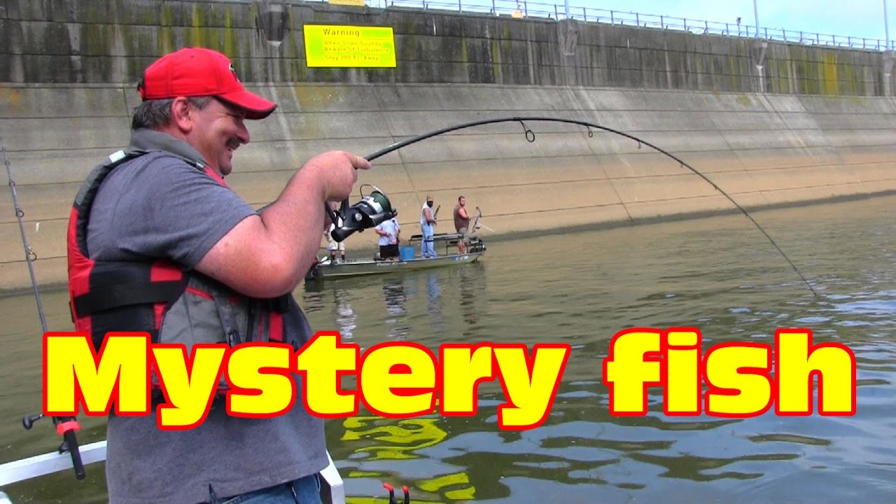 Big fish On: It's the hardest running freshwater fish ever.
