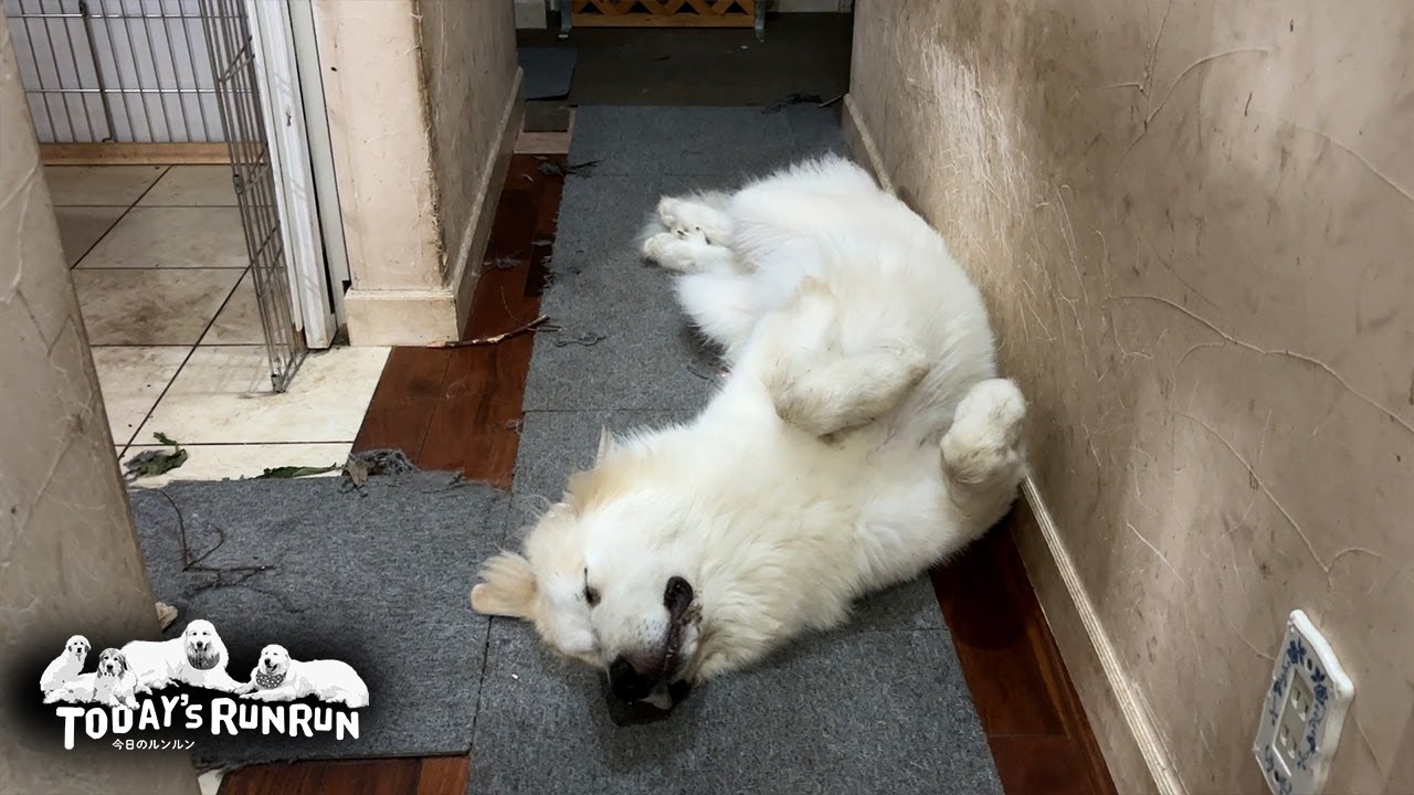お父さんの部屋を荒らしすっかり疲れて眠るリリーです　Great Pyrenees　グレートピレニーズ