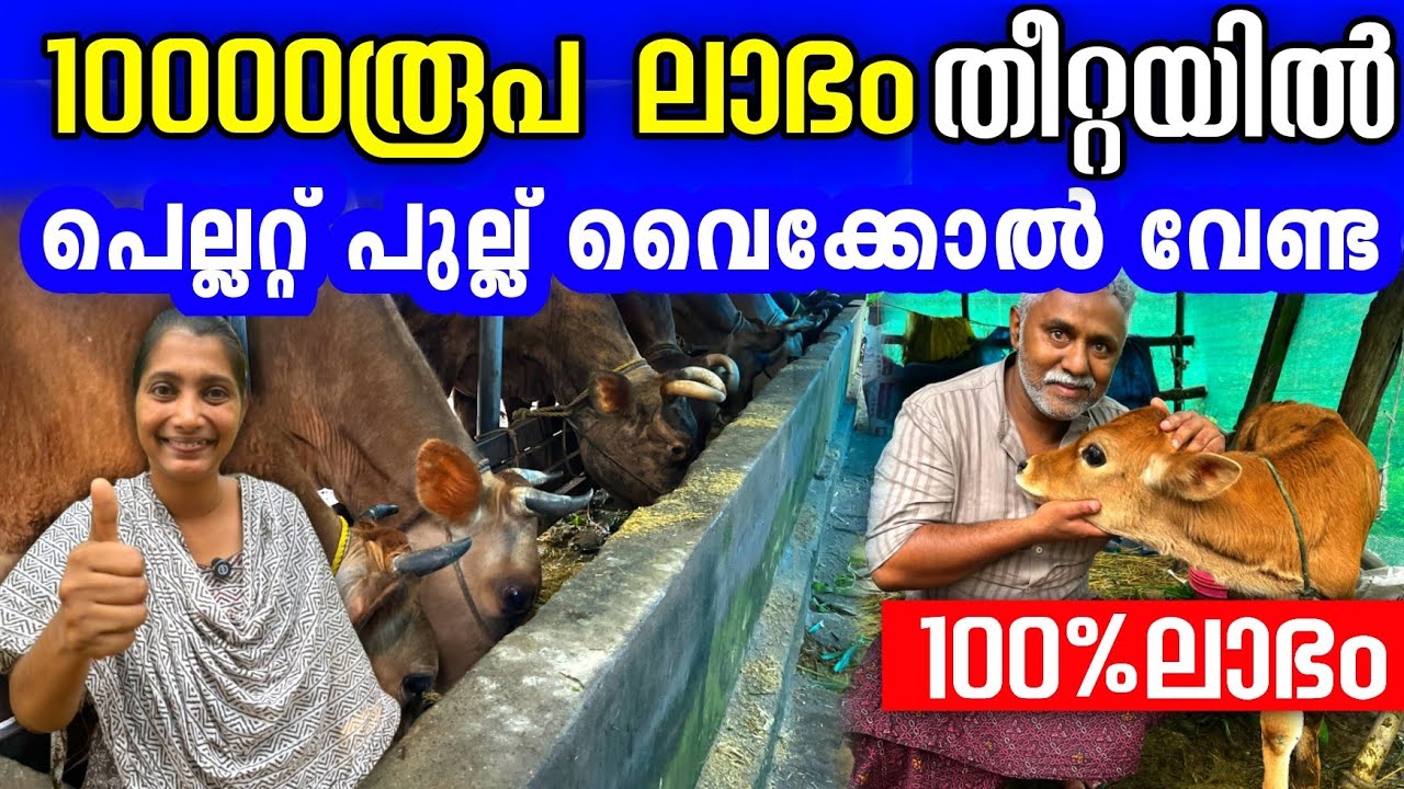 10000 രൂപ തീറ്റ ചിലവിൽ കുറവ്, 4 liter കൂടുതൽ പാല്, അധ്വാനം വളരെ കുറവ് | Dairy farming tips malayalam