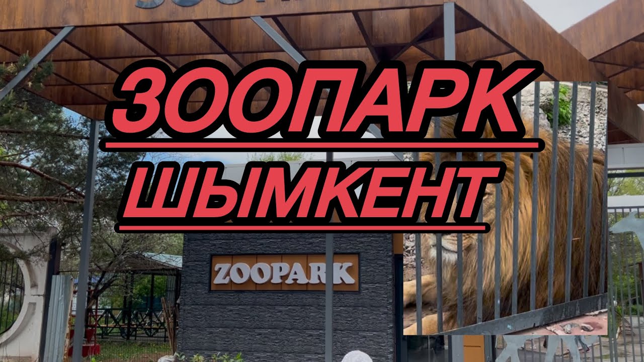 Шымкент Зоопарк КАЗАХСТАНА 2025 ЛЕВ, Тигр, медьведь #zoo #шымкент