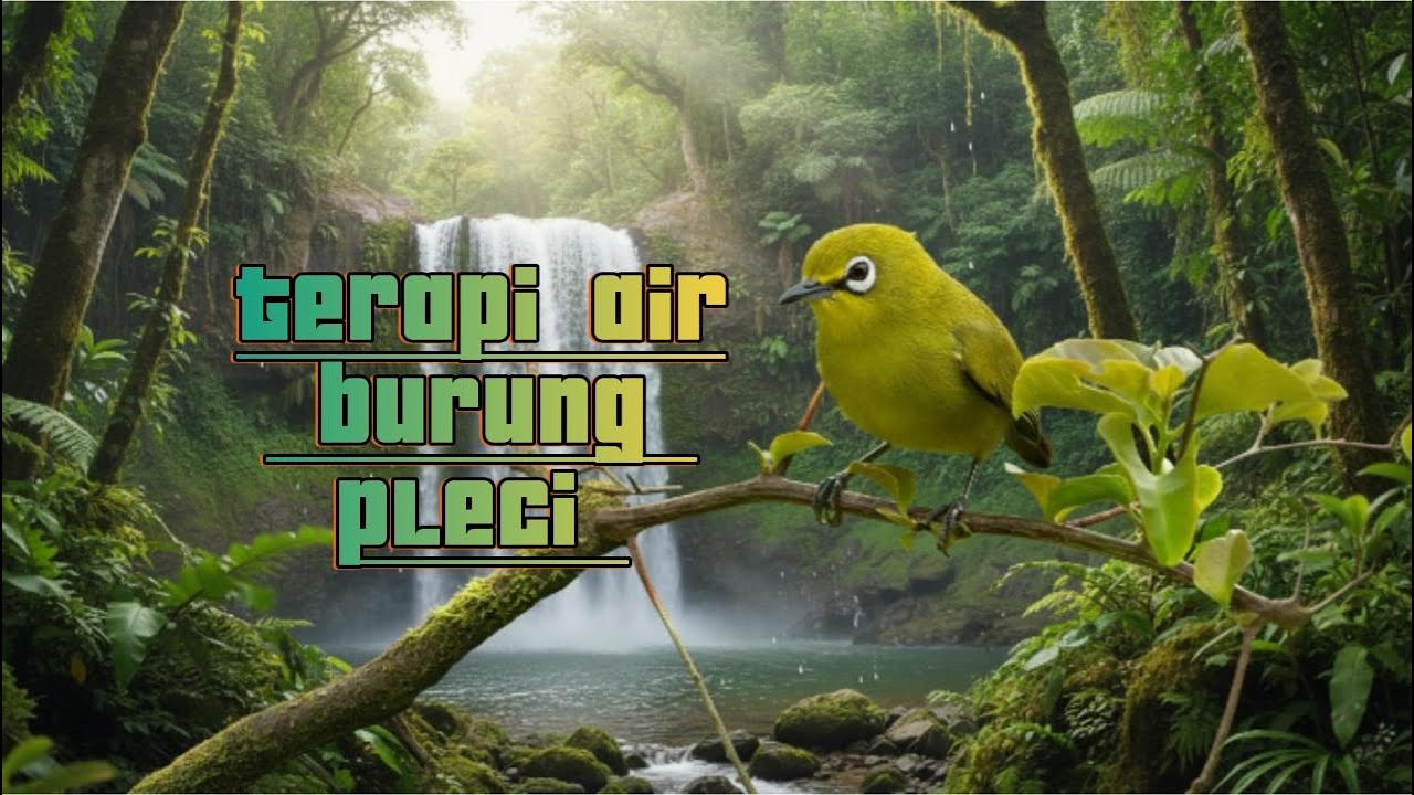 PANCINGAN BUNYI BURUNG PLECI DENGAN TERAPI SUARA AIR !!