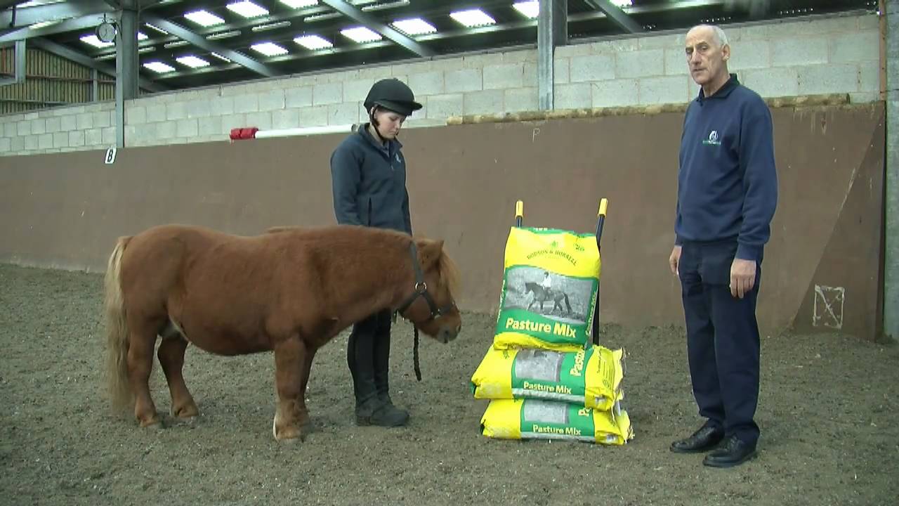 Horse owners fail to recognise dangers of obesity