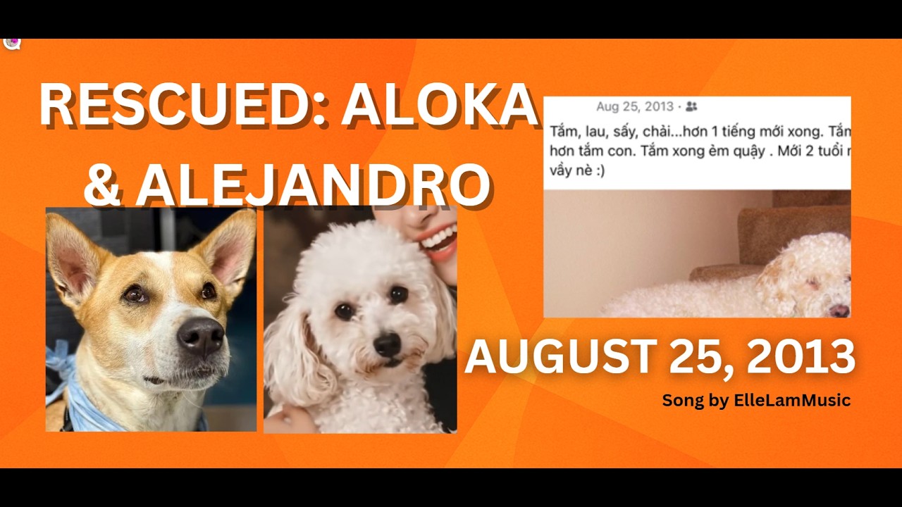 Aloka & 13 yrs old Alejandro |When Rescue Became Family Yêu Thương Trở Thành Gia Đình #rescuedog