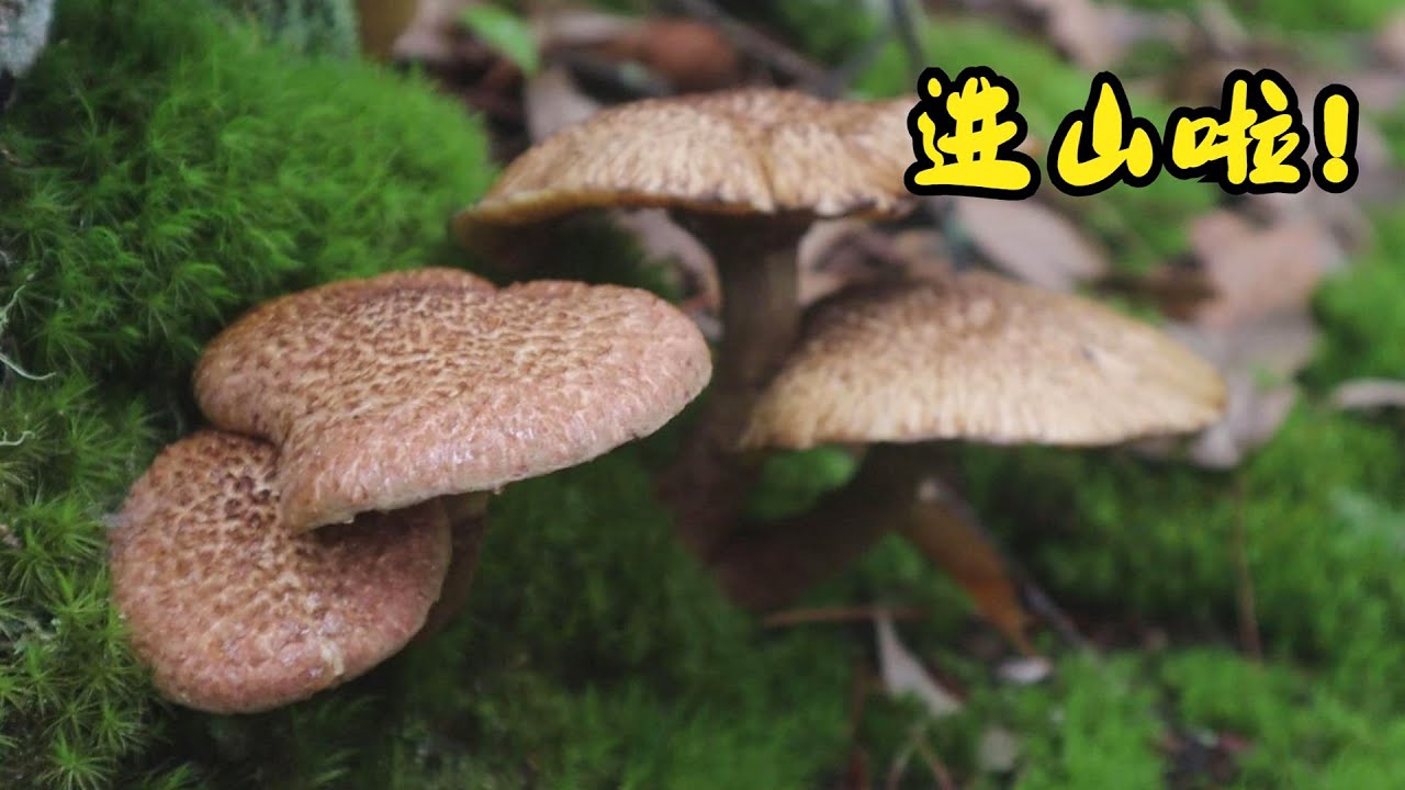 进山找野生菌，顺便带大家逛逛小镇的野生菌收购点