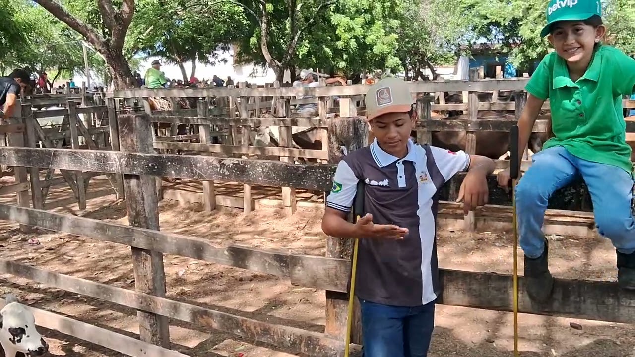 Feira de gado de canafistula zona rural de palmeira dos índios al 