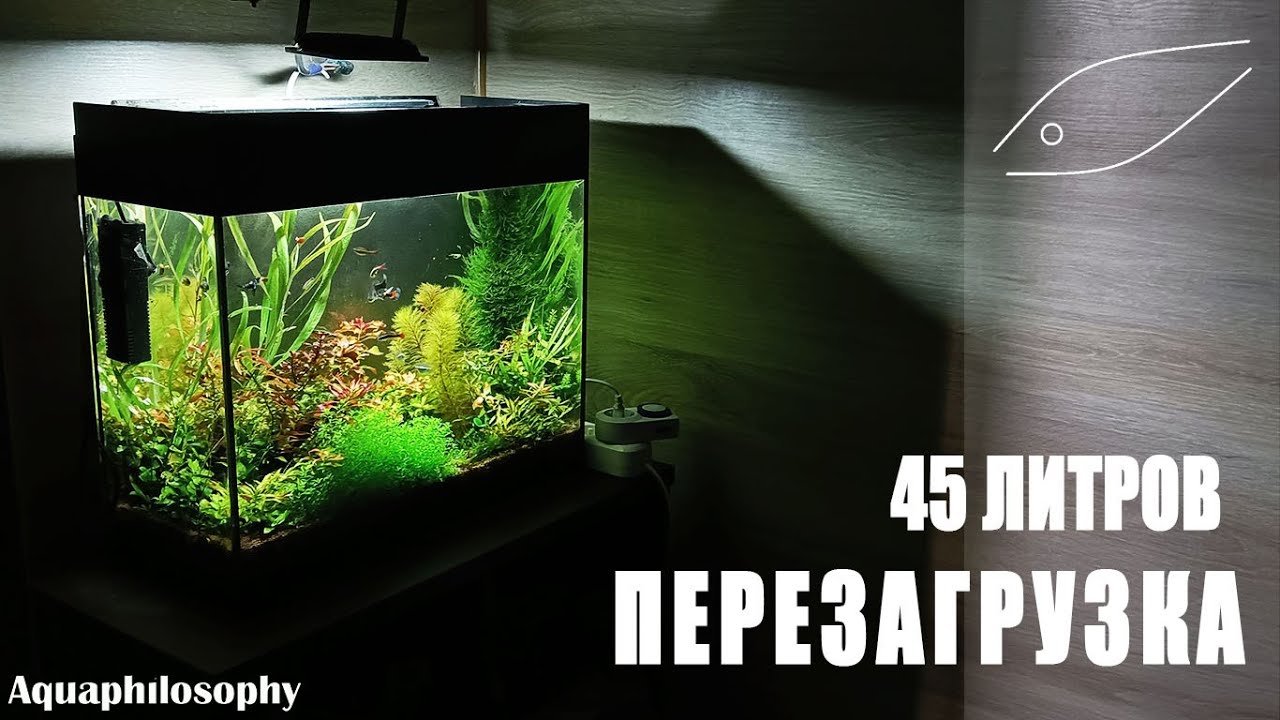 Перезапуск аквариума на 45 литров