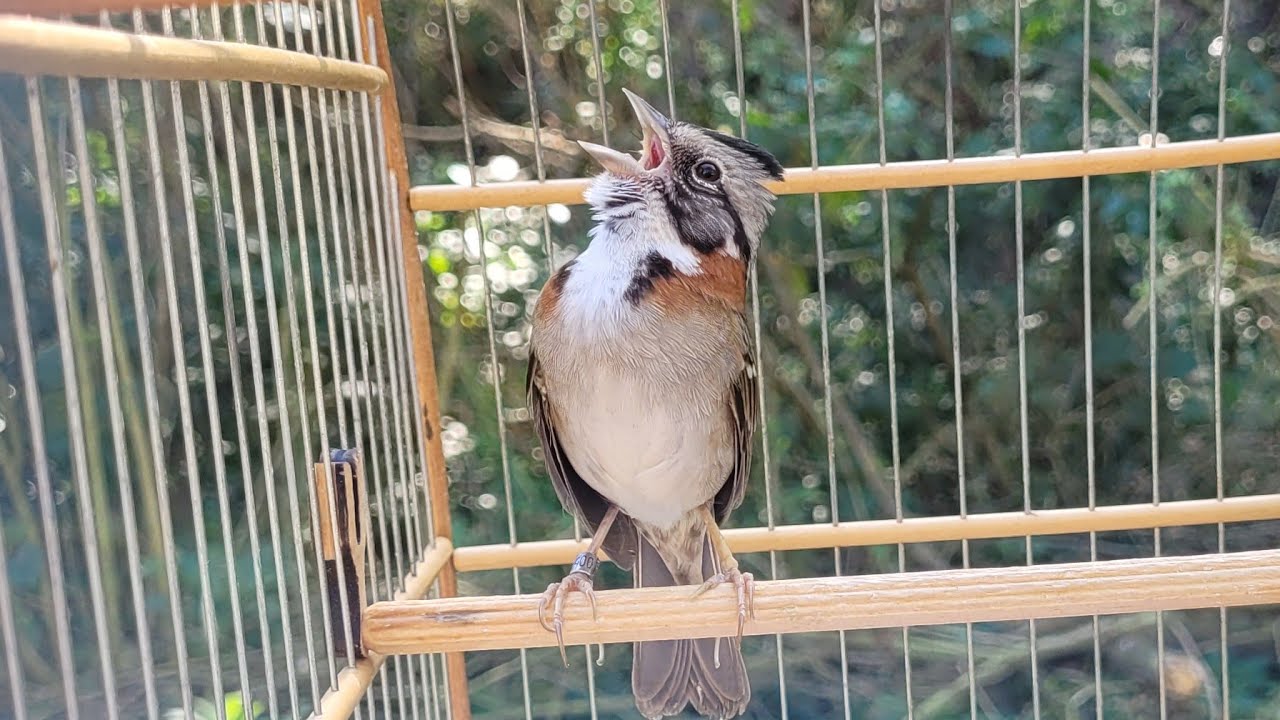 Venha ver esse TICO-TICO cantando ADOIDADO no MATO! 😱