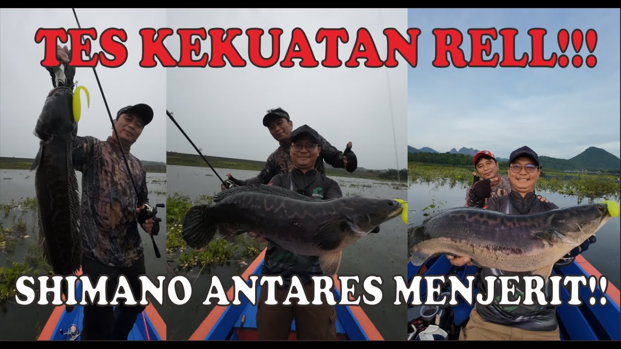 SHIMANO ANTARES DC 2021 MENJERIT!!! CASTING TOMAN BABON! MANCING TOMAN JATILUHUR! - EXTREME FISHING