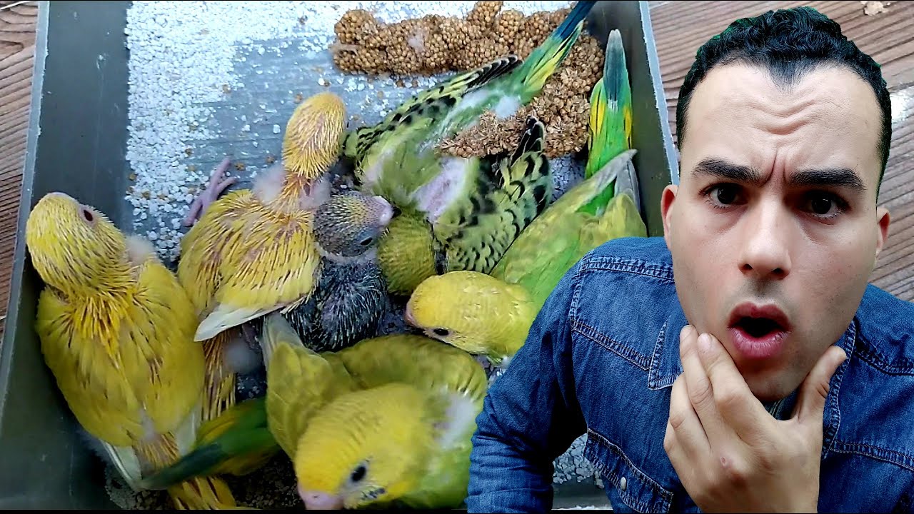 فتح جميع عشوش مزرعة #للبادجي_عشق والمفاجأة في العش رقم 13 أفرحتني 🤩Open nest budgies